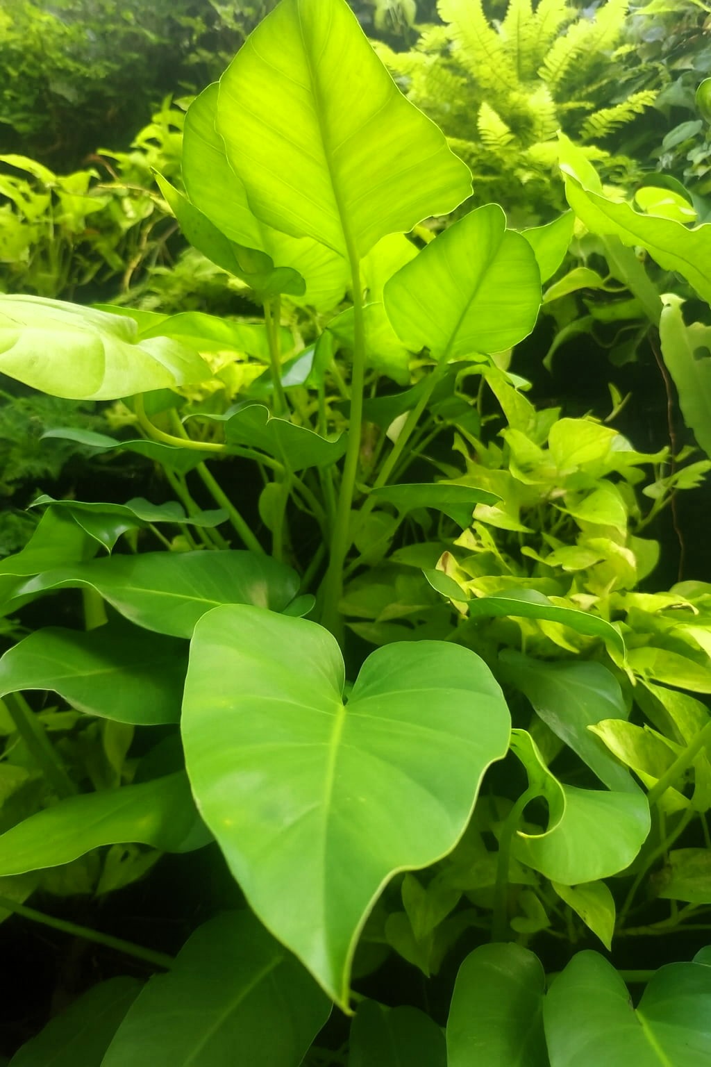 Giant Philodendron